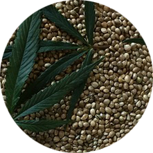 hemp seed oil